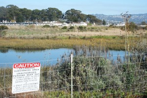 A view of the UC Richmond Field Station, as seen from the Bay Trail that runs along the southern edge of both the UC and Zeneca lots.