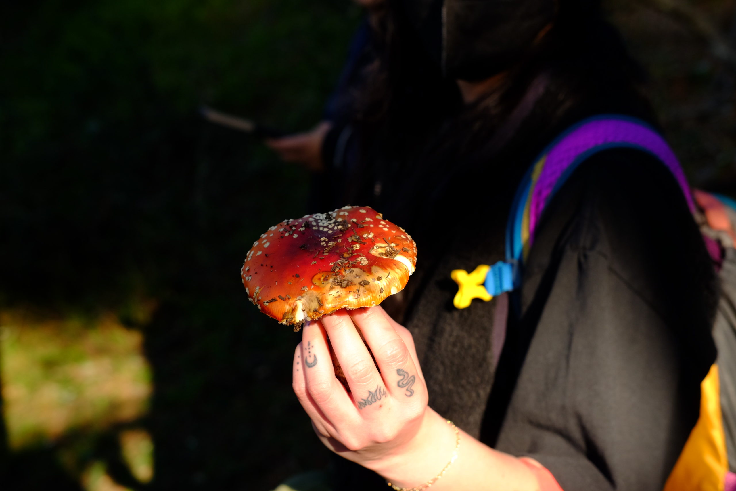 Mushroom foraging 'a spiritual journey with nature' Richmond