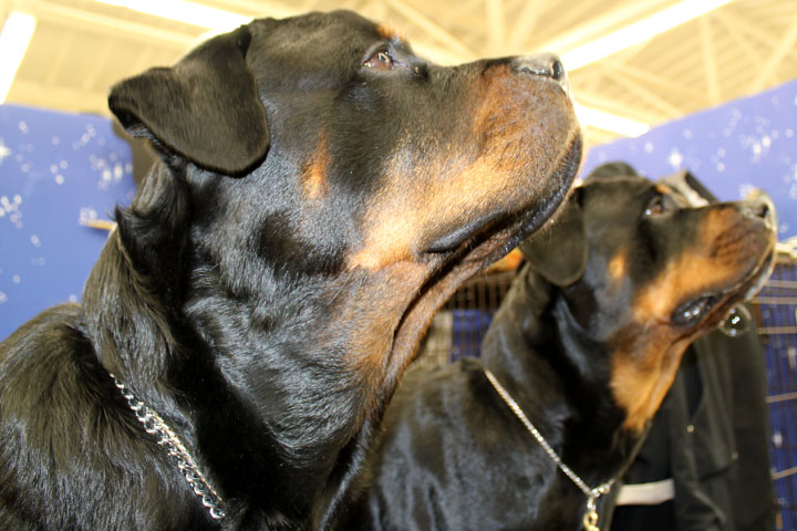 richmond championship dog show
