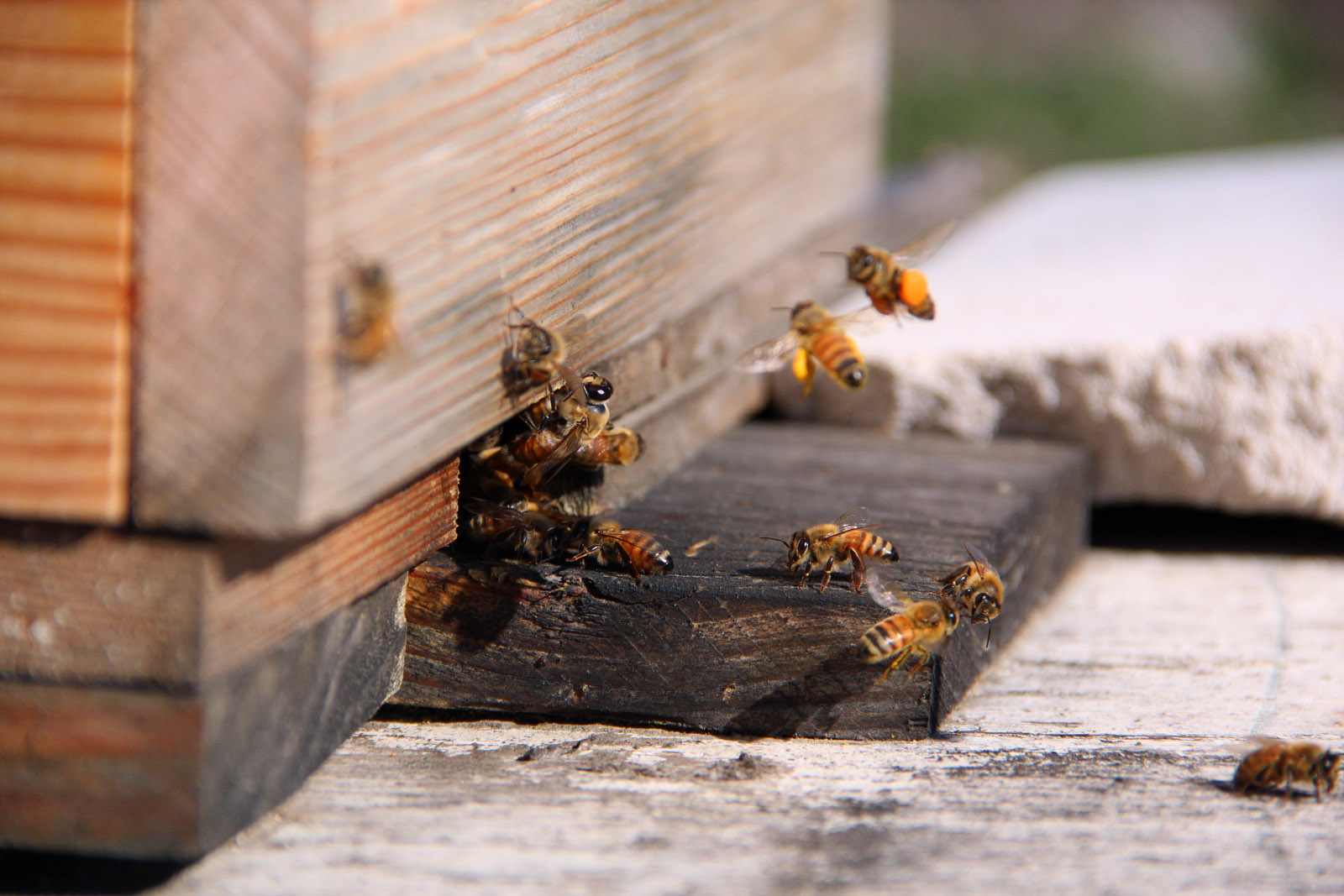 what-s-the-buzz-urban-beekeeping-comes-to-richmond-richmond-confidential