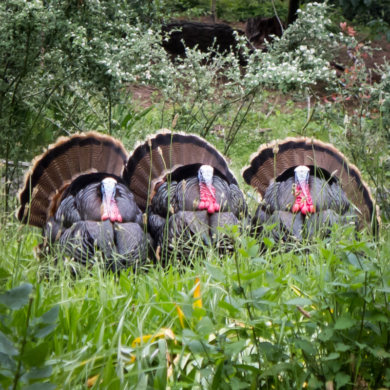 Thanksgiving is over, but wild turkeys still roam Richmond’s ...