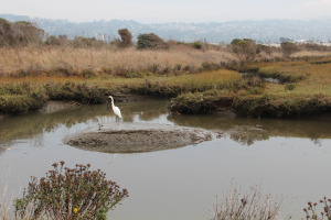 The San Francisco Estuary Partnership's Flood 2.0 project aims not only to protect coastline development but also to rebuild sensitive wildlife habitat. (photo by Ted Andersen)